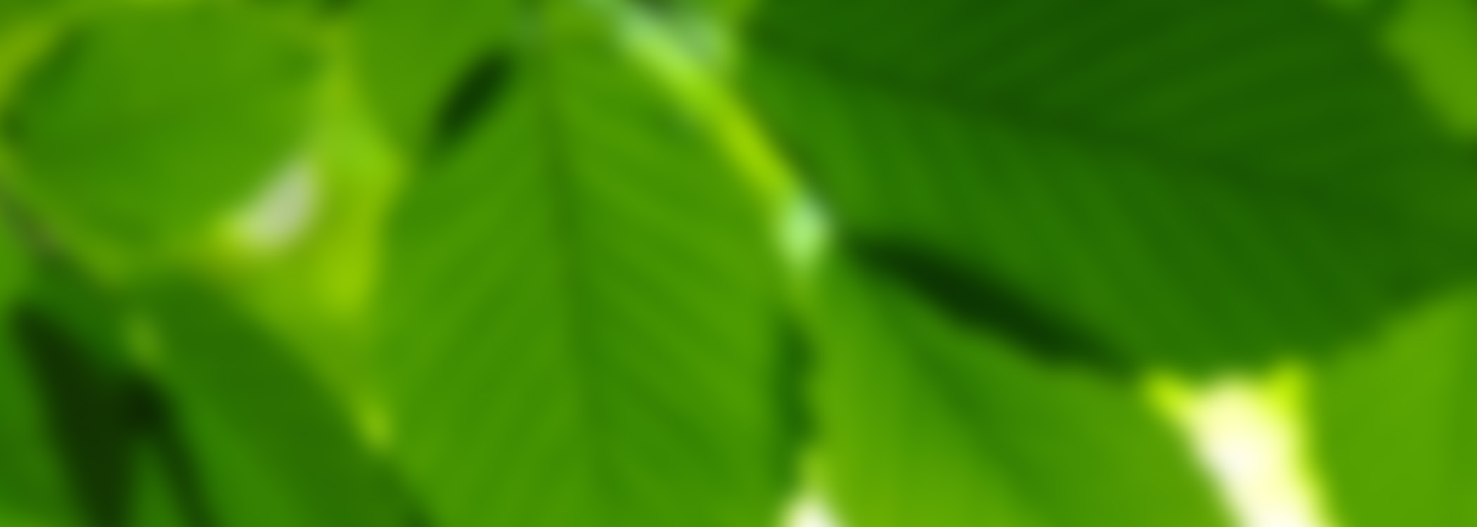 bigstock-Green-leaves-17114306sm750